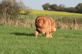 DOGUE DU TIBET 632